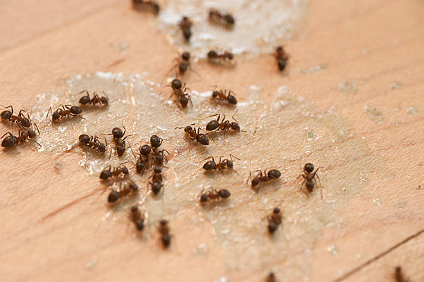 Wildlife Control Services in Taylor, PA